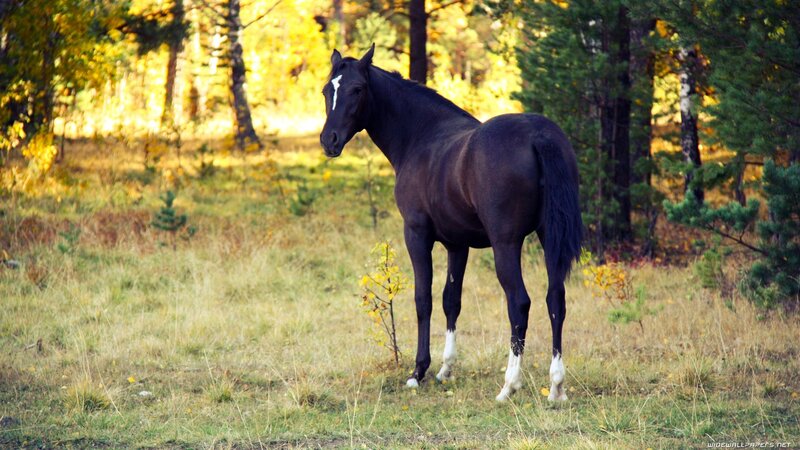 Black Horse in Field — Green, Serene, Autumn, Photograph, Grass