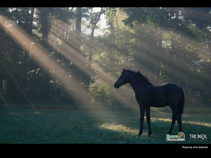 Black Horse in Field — Green, Serene, Morning