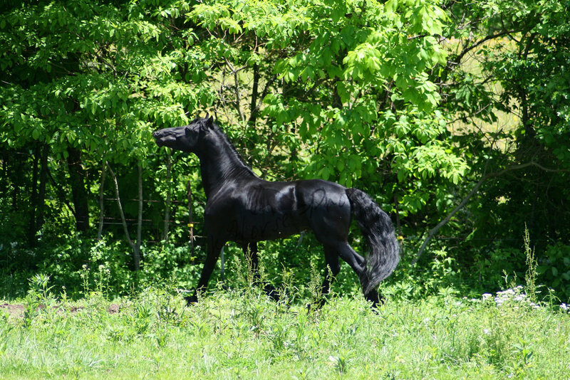 Black Horse in Field — Green, Serene