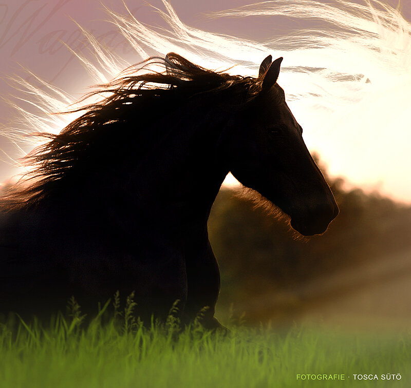 Black Horse in Field — Green