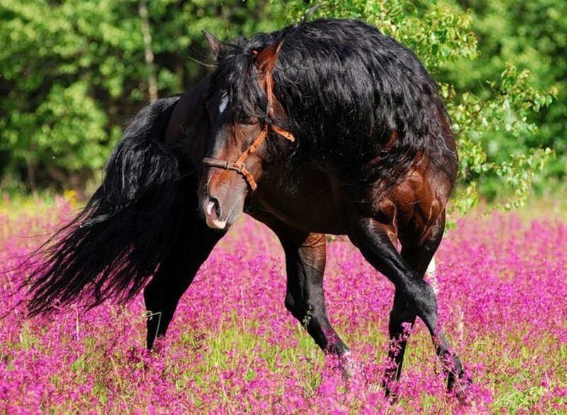 Black Horse in Field — Purple, Calm, Summer, Photograph