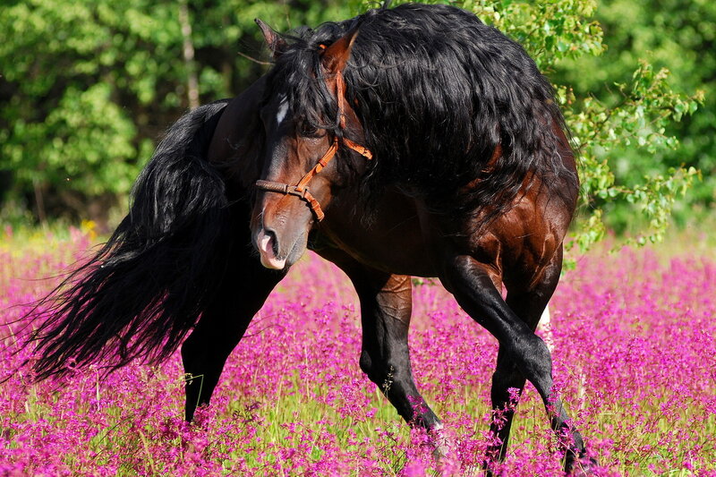 Black Horse in Field — Purple, Calm