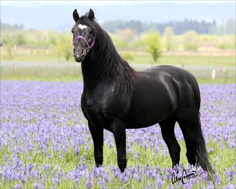 Black Horse in Field — Serene