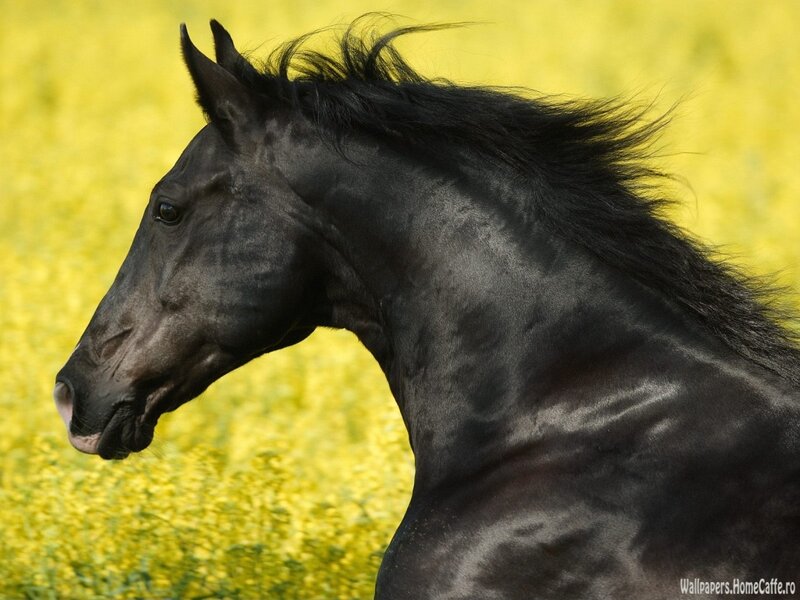 Black Horse in Field — Summer