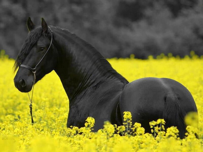 Black Horse in Field — Yellow, Serene, Spring