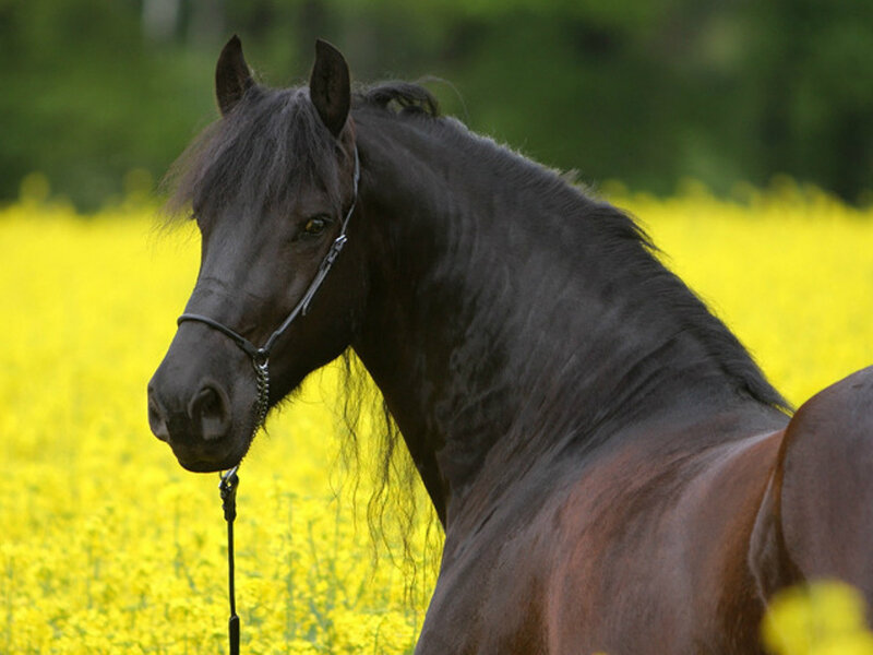 Black Horse in Field — Yellow, Serene, Summer
