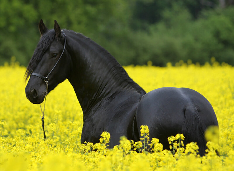 Black Horse in Field — Yellow, Serene