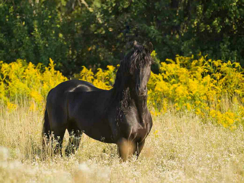 Black Horse in Field — Yellow