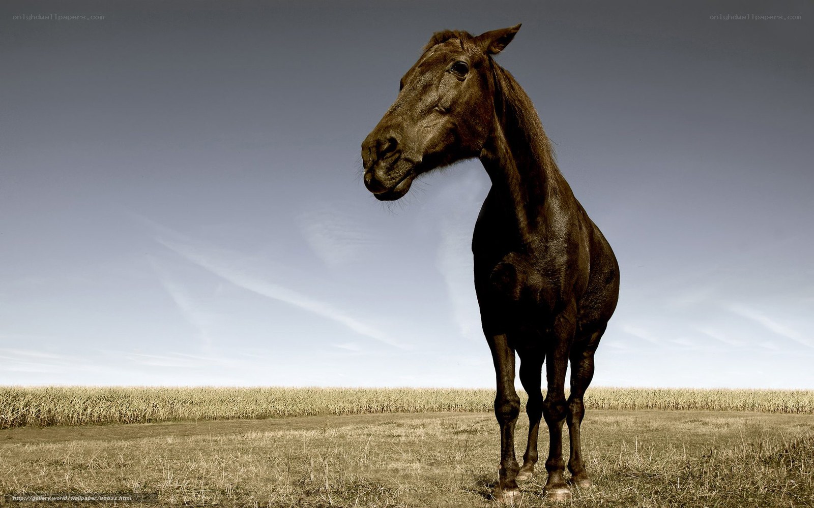 black horse in field