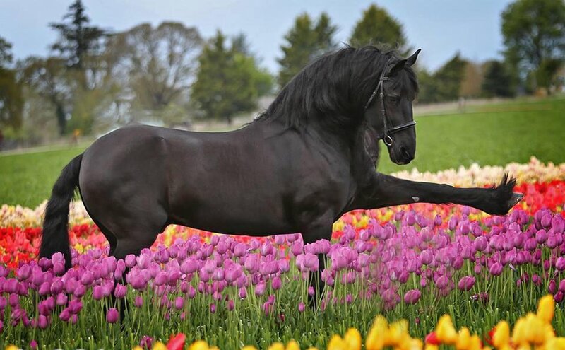 Black Horse in Flowers — Purple