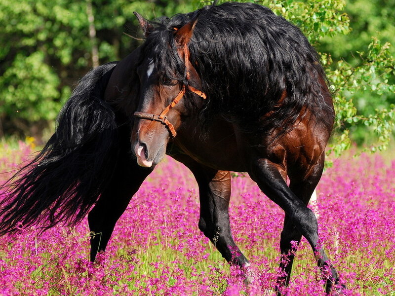 Black Horse in Flowers