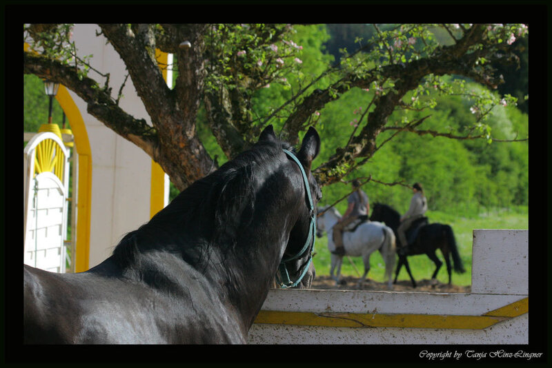 Black Horse in Foreground