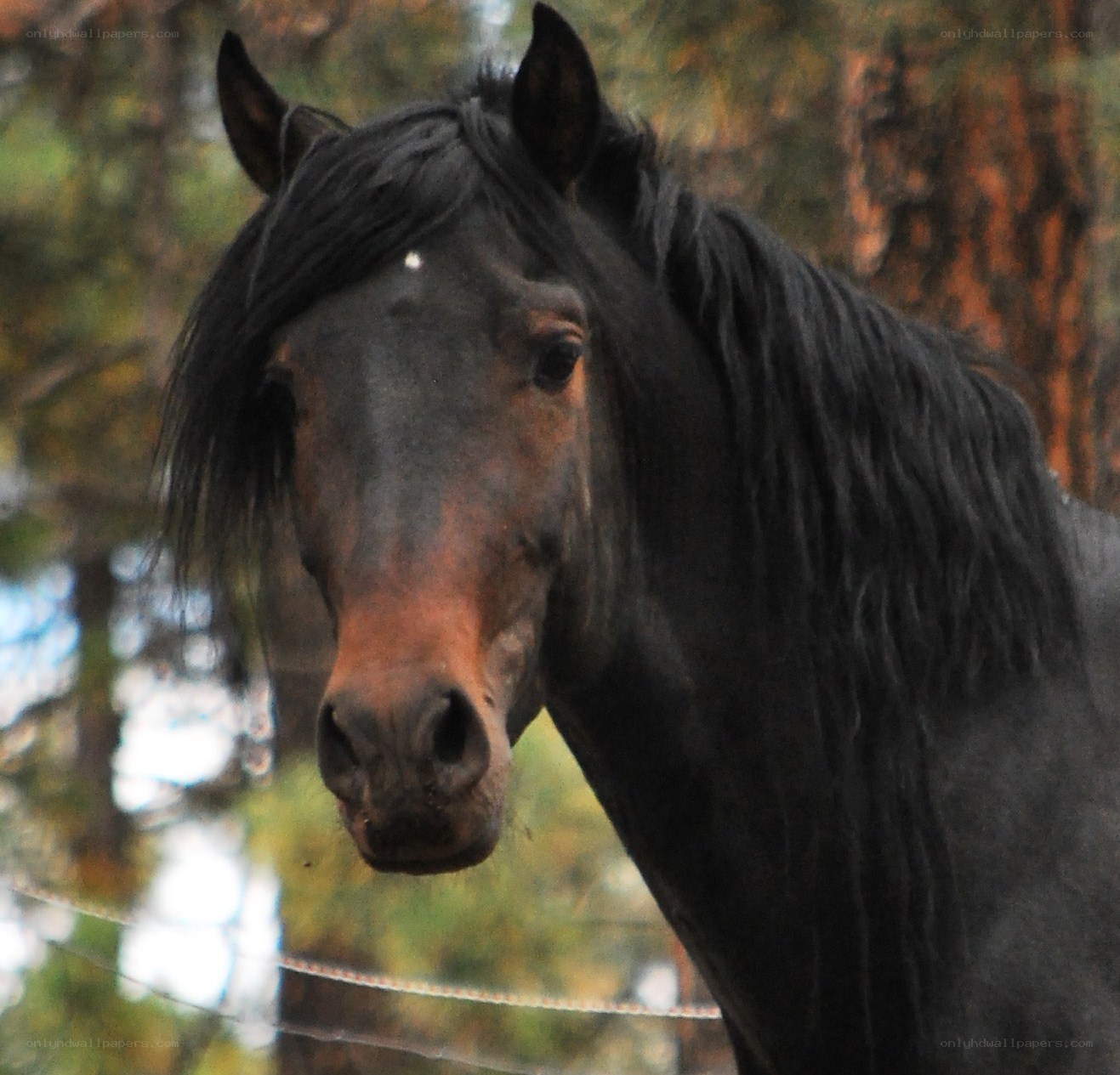 black horse in forest