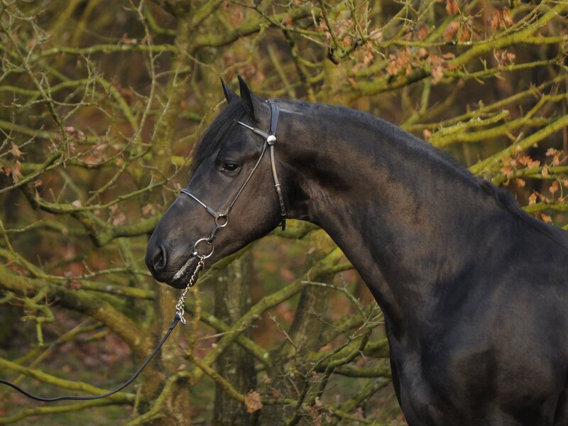 black horse in forest