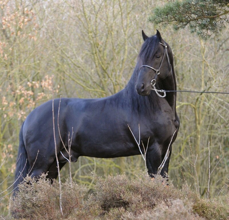black horse in forest