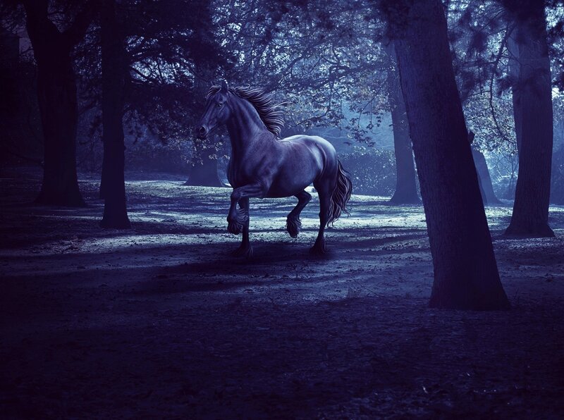 Black Horse in Forest — Blue