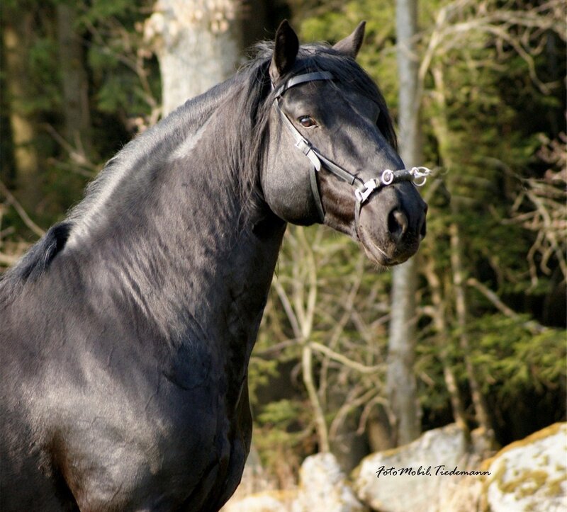 Black Horse in Forest — Calm, Afternoon