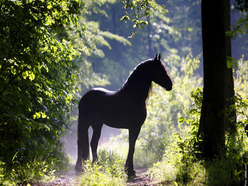 Black Horse in Forest — Green, Serene