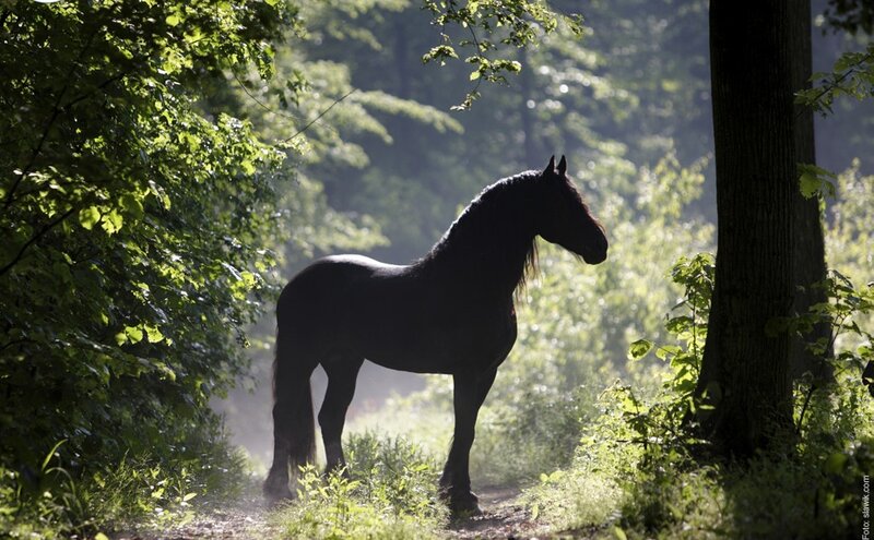 Black Horse in Forest — Green