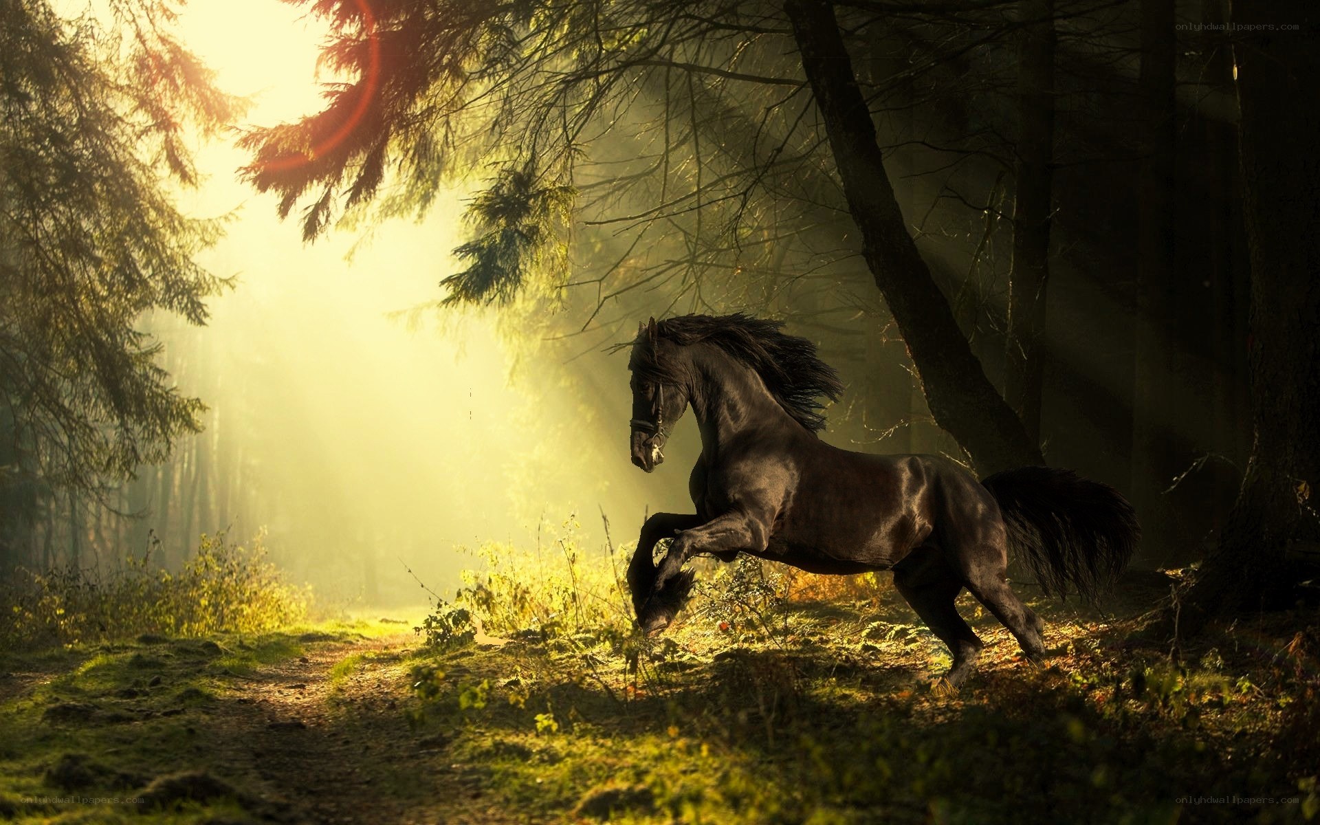 Black horse in forest light