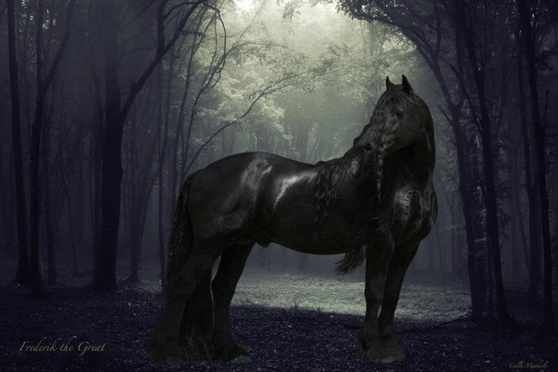 Black Horse in Forest — Mysterious