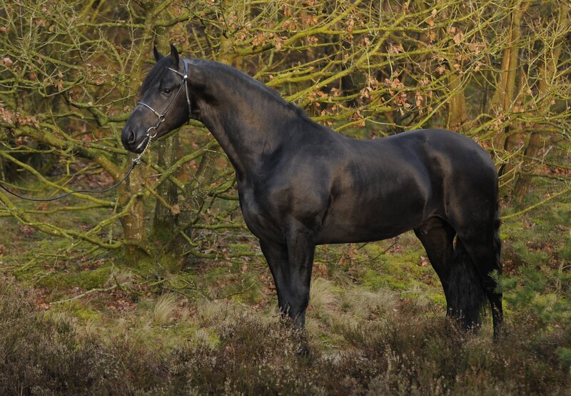 Black Horse in Forest — Serene