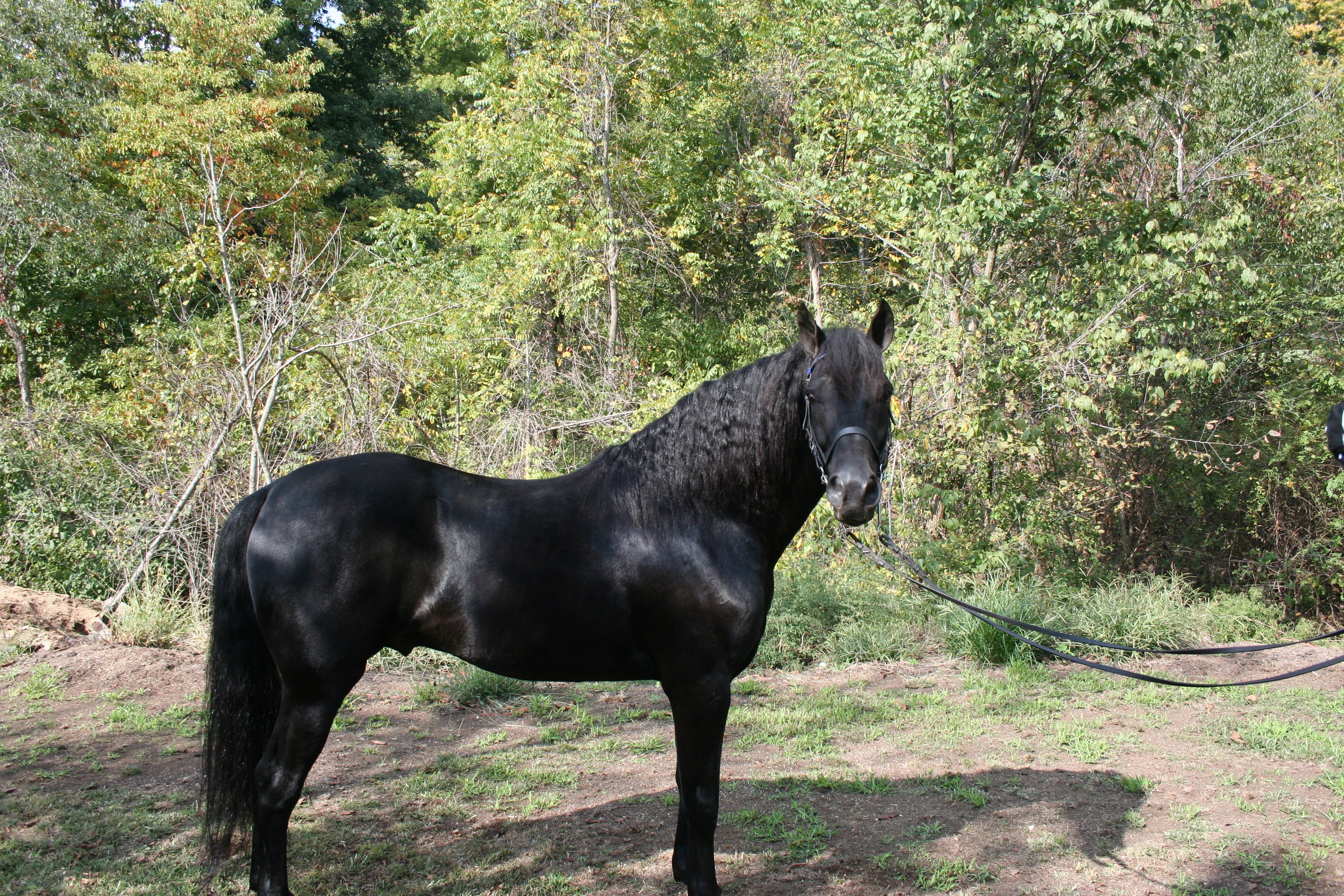 black horse in forest