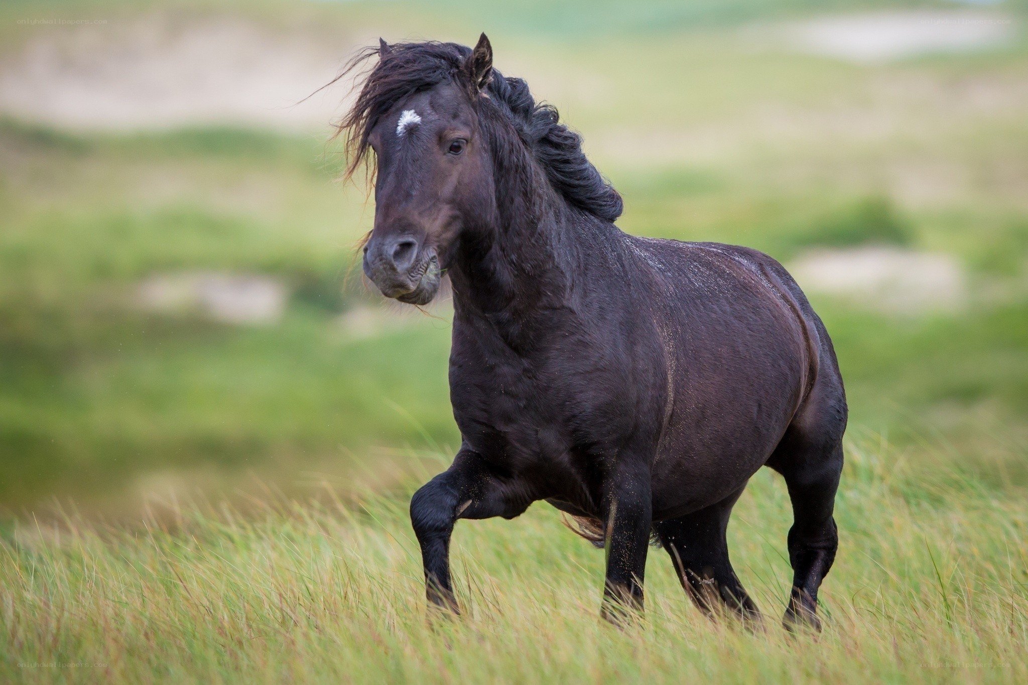 black horse in grassy field
