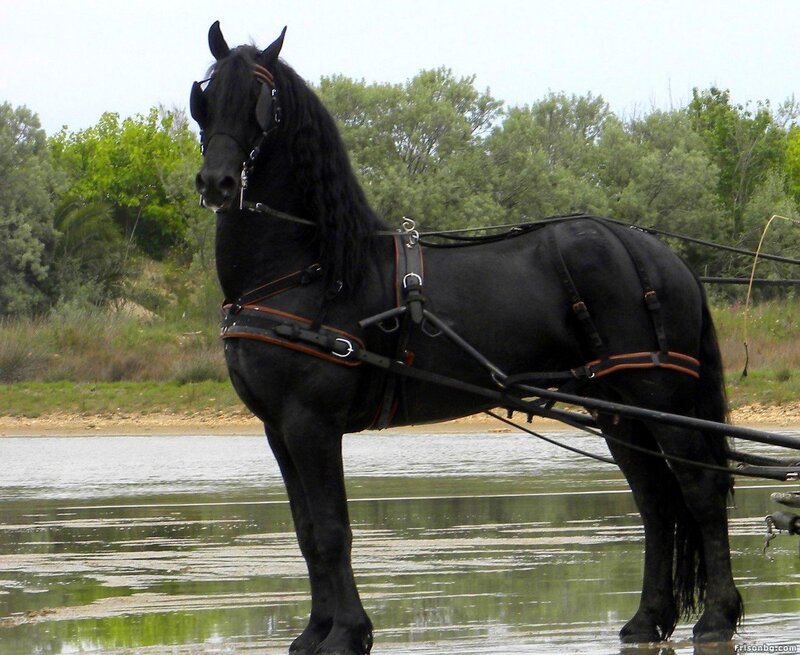 Black Horse in Harness — Calm, Afternoon
