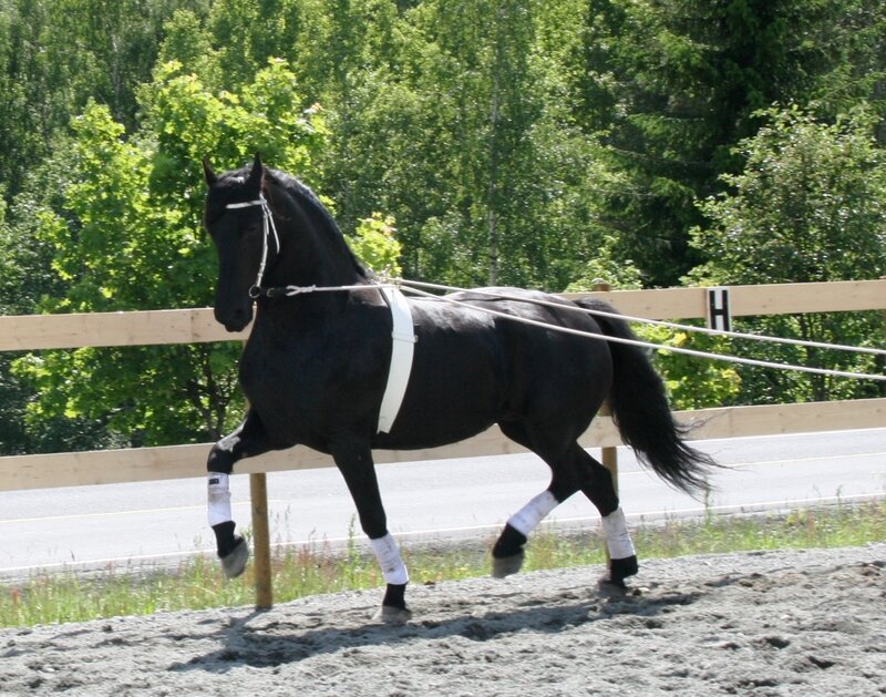 Black Horse in Harness — Calm