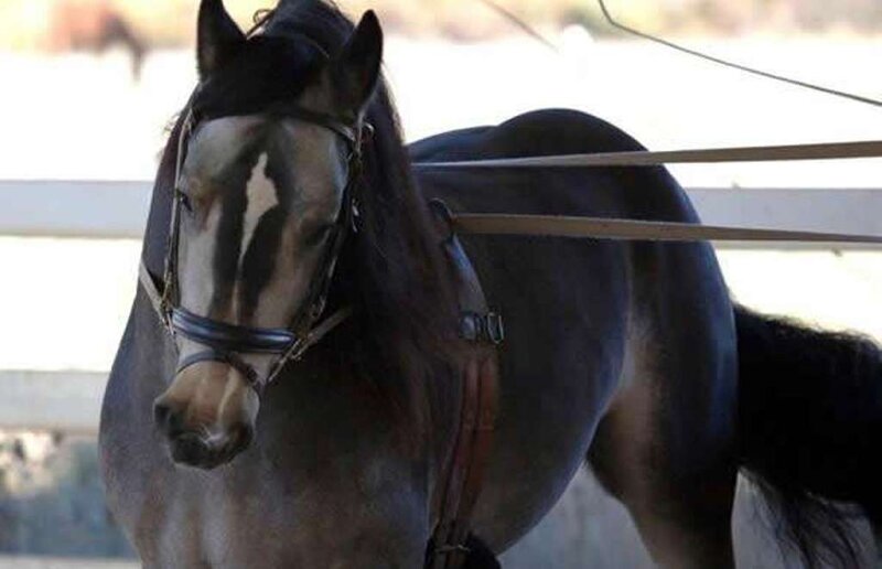 black horse in harness
