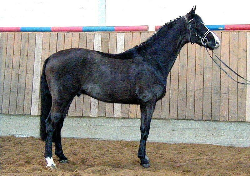 black horse in indoor arena