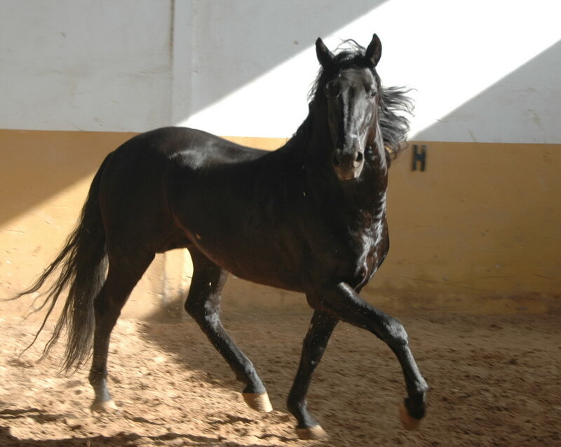 black horse in indoor arena