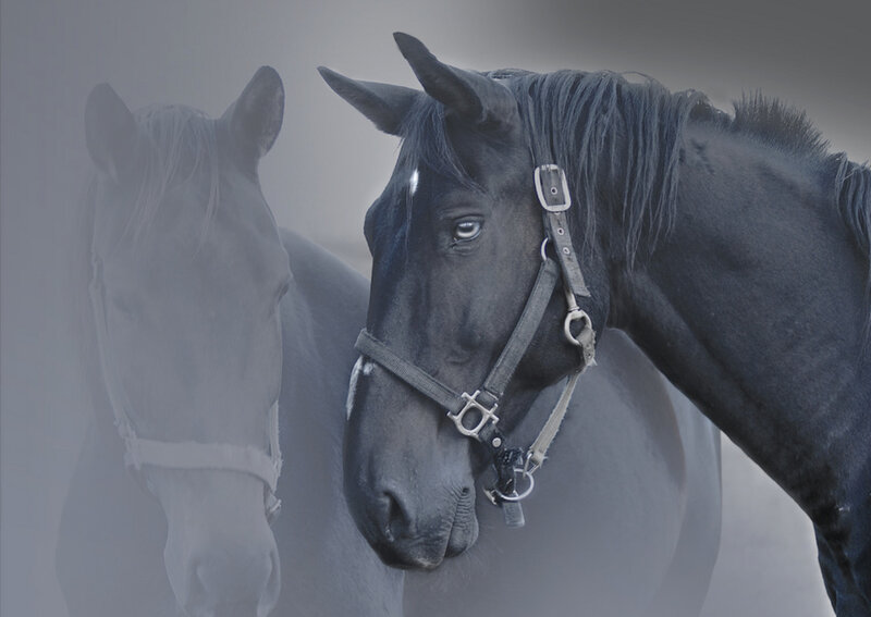 Black horse in misty scene
