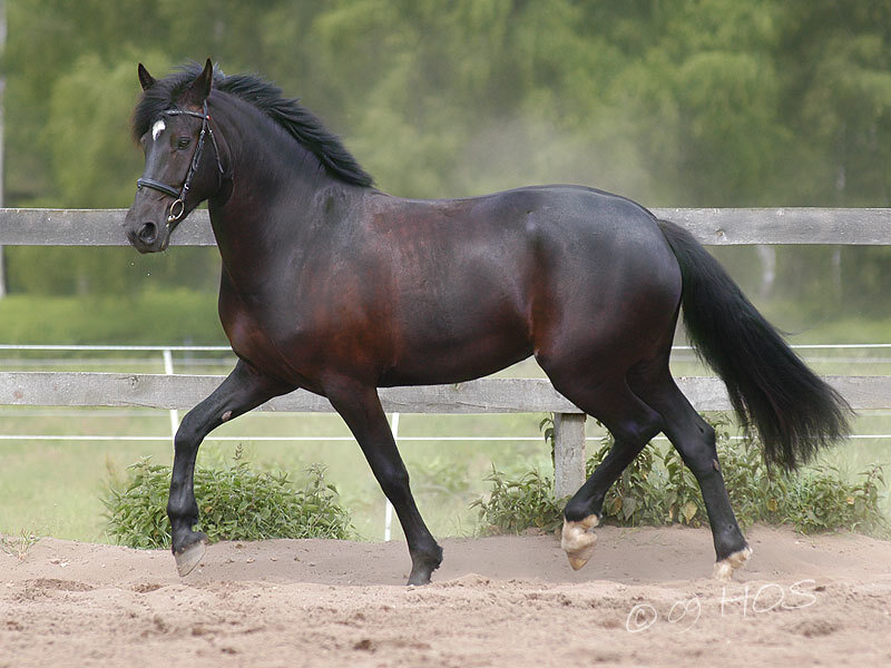 black horse in motion