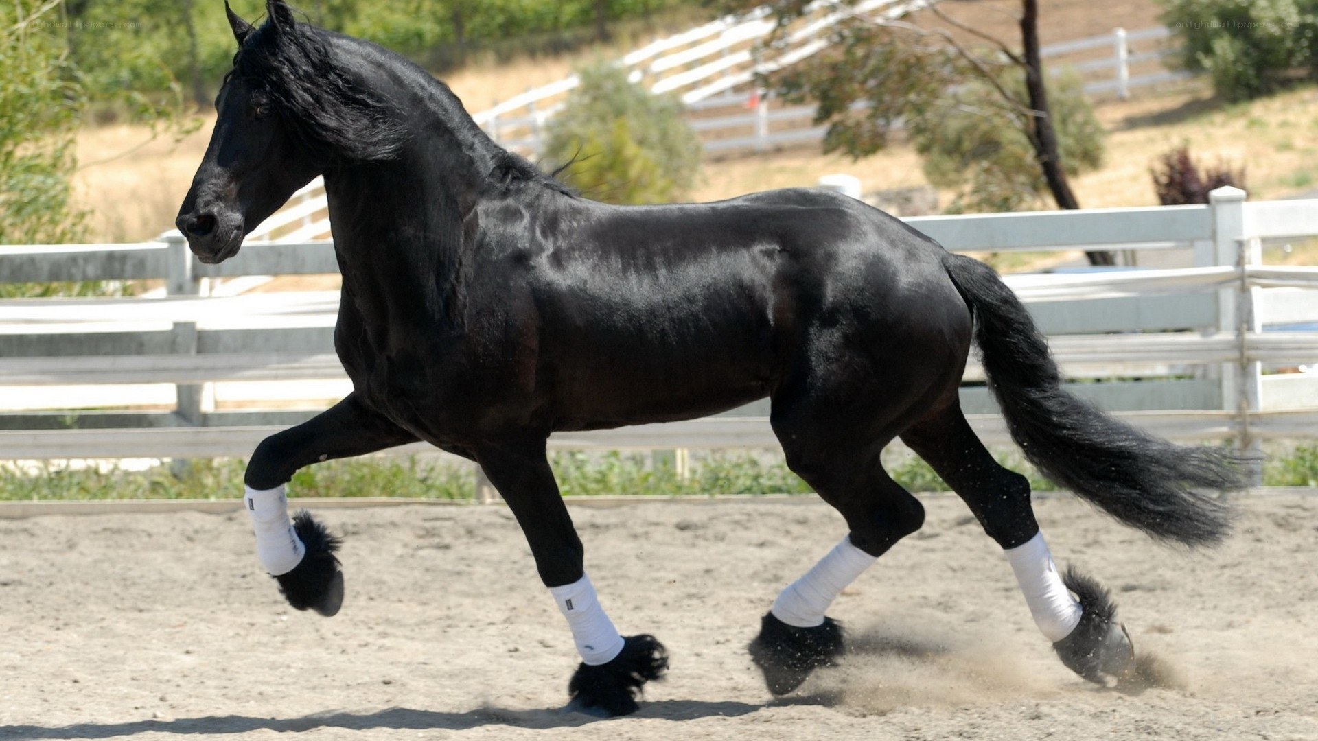 black horse in motion