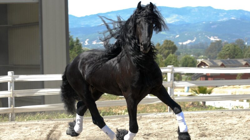 black horse in motion