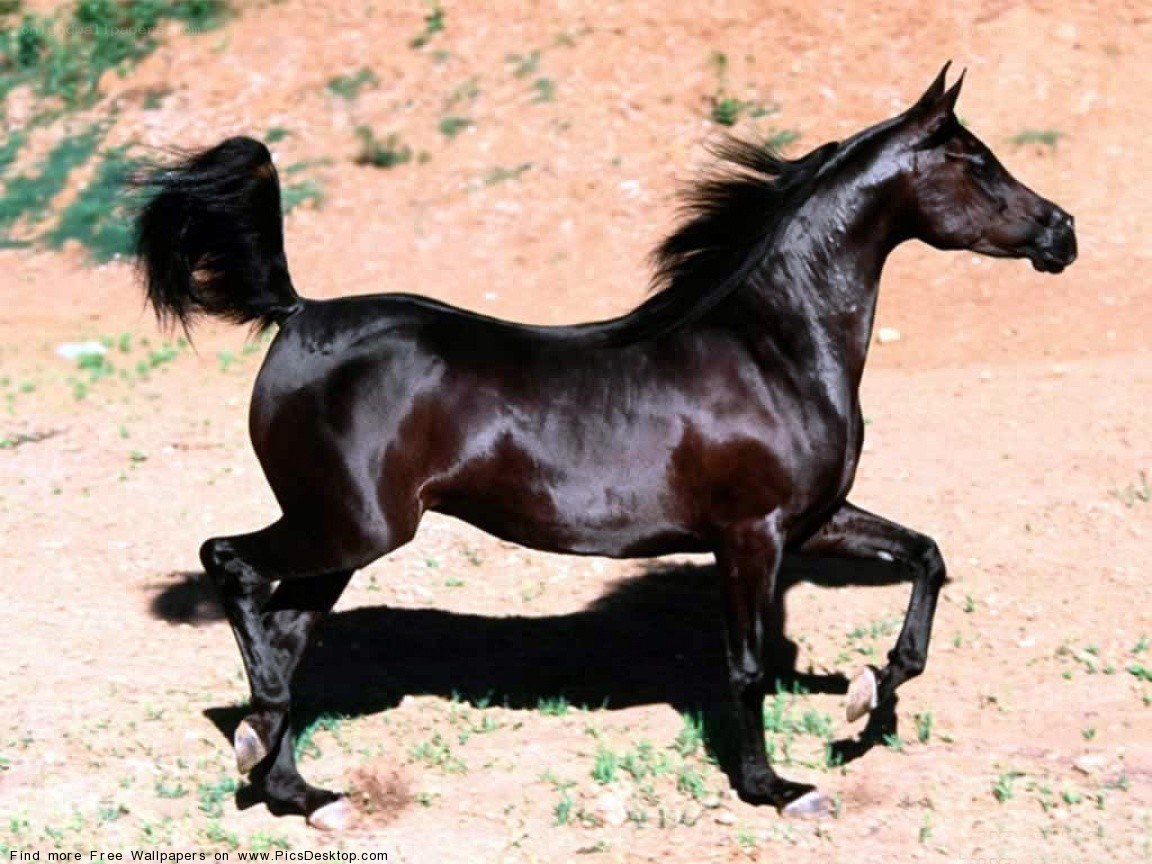 black horse in motion