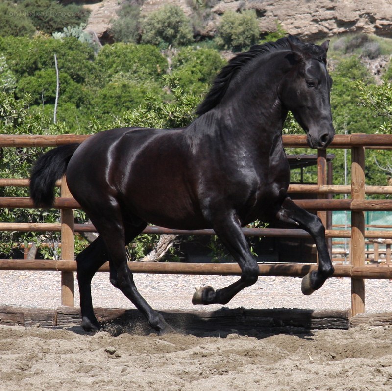 black horse in motion