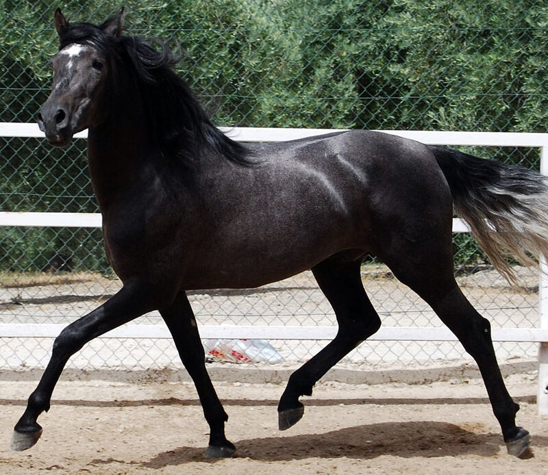 black horse in motion