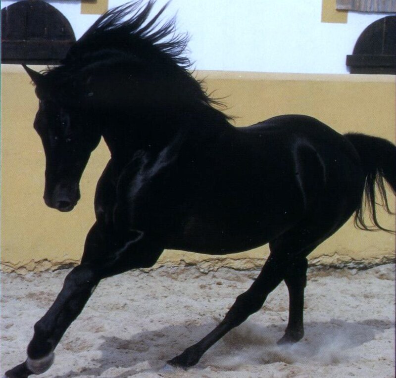 Black horse in motion