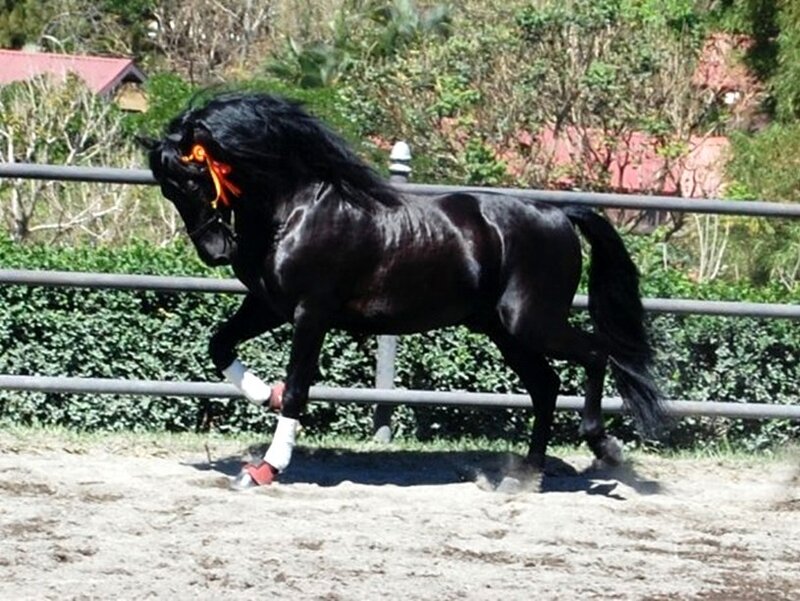 Black Horse in Motion — Active