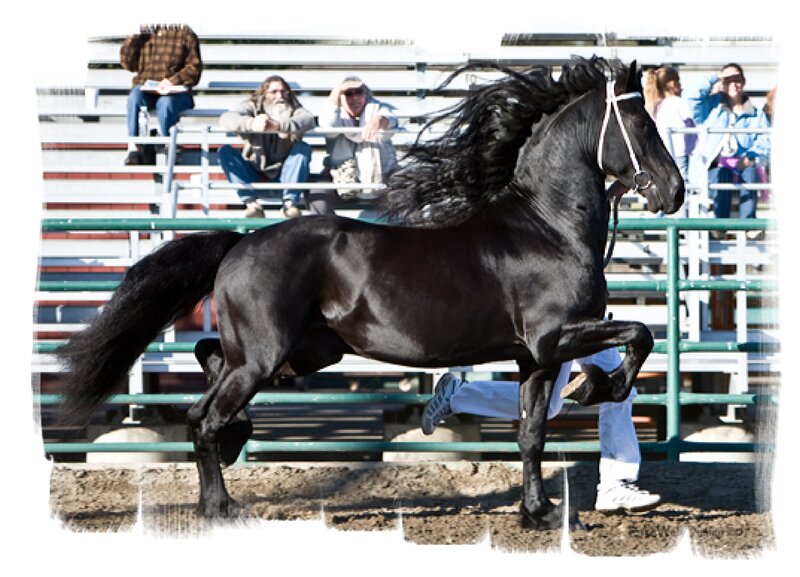 black horse in motion at rodeo