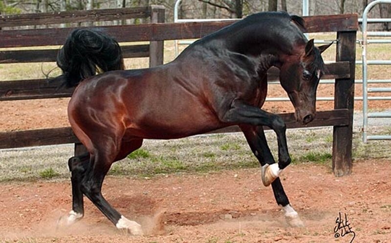 Black Horse in Motion — Brown