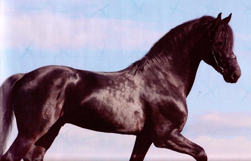 Black Horse in Motion — Calm, Photograph