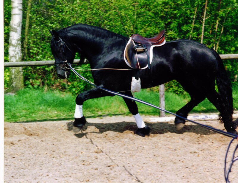 Black Horse in Motion — Calm