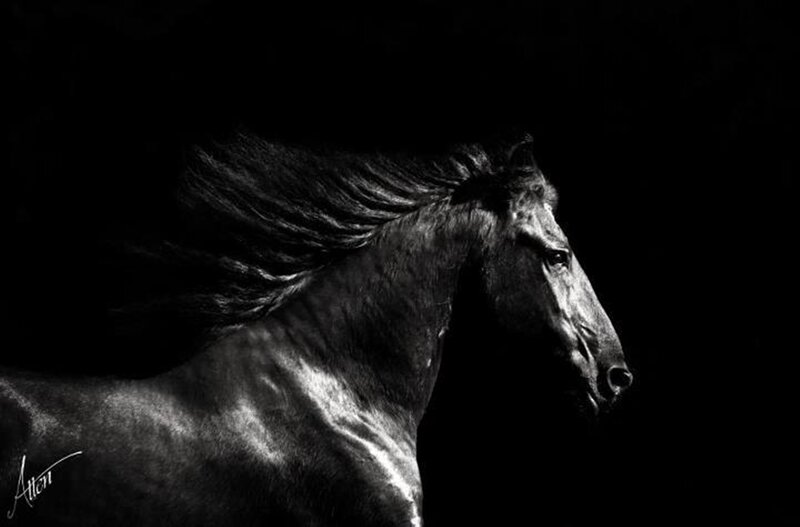 Black Horse in Motion — Dramatic