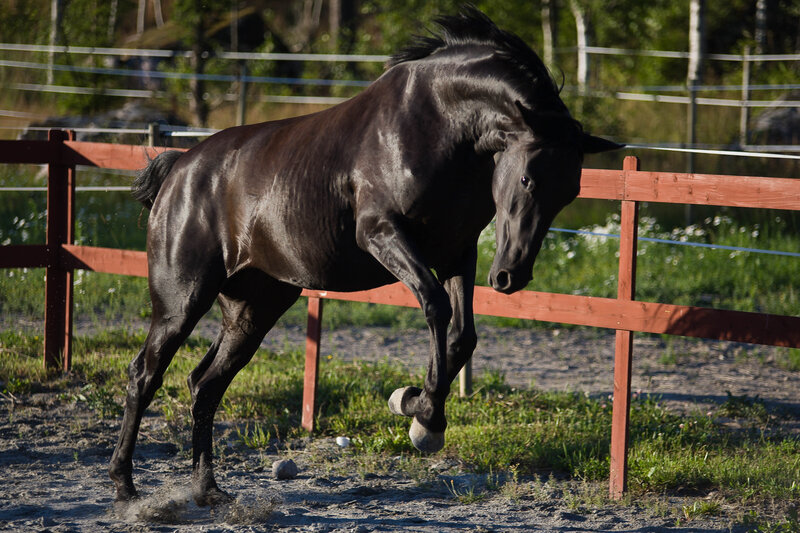 Black Horse in Motion — Dynamic, Afternoon