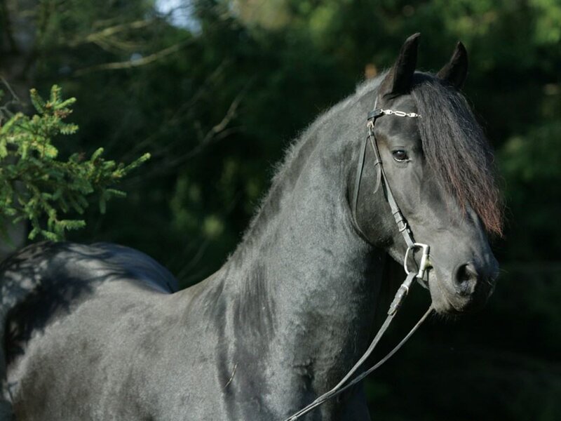 black horse in nature