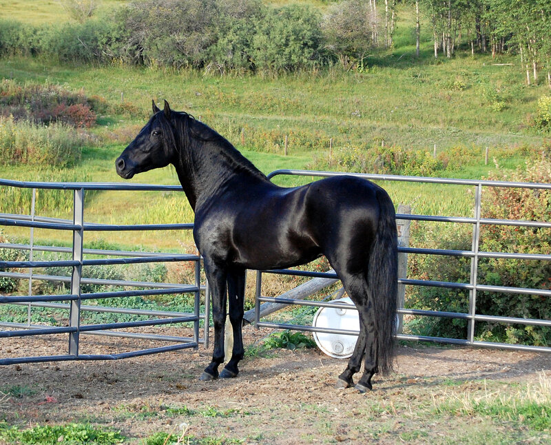 Black Horse in Paddock — Calm, Afternoon